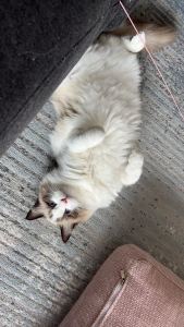 璎落晚梦的钢琴谱