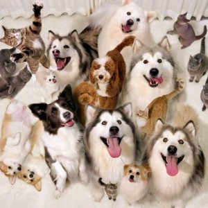 梦中的婚礼的演奏视频