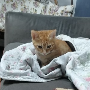 不写作业的猫的钢琴谱