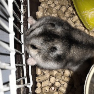 千本桜的演奏视频