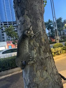 人生成为💀👻☠️的钢琴谱