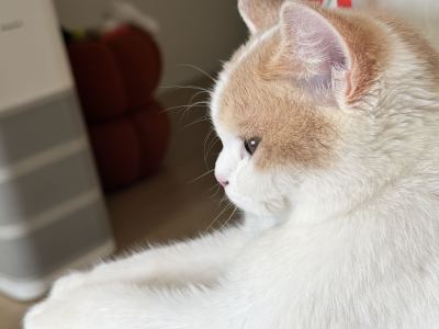 188****2268的钢琴谱