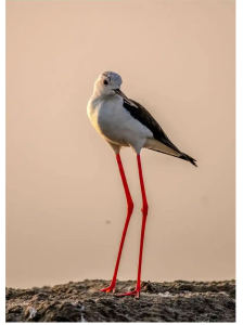 156****5185的钢琴谱