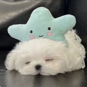 牧民歌唱毛主席的演奏视频