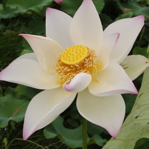 偷一束星光的钢琴谱