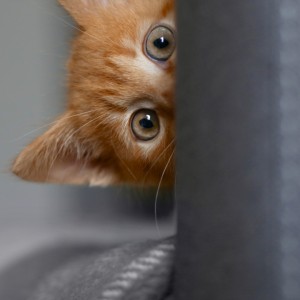 我是人的钢琴谱