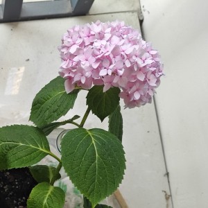 艾露的钢琴谱