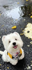 134****9586的钢琴谱