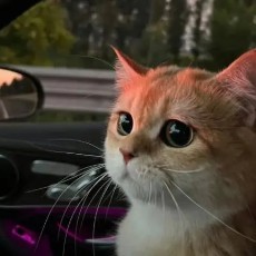 哥的深情无人能知的钢琴谱