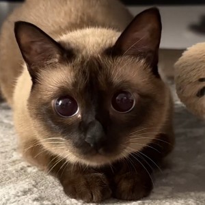 无敌の萌妹子的钢琴谱