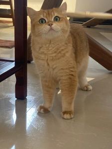 猫猫🐈的钢琴谱