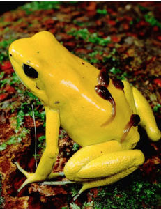 小土豆的钢琴谱