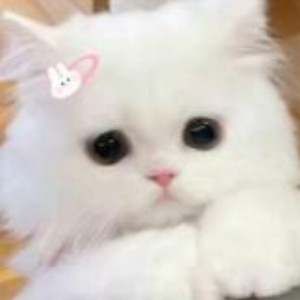 星小喵的钢琴谱