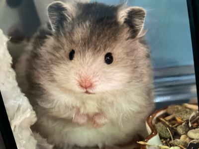 巧克力的钢琴谱