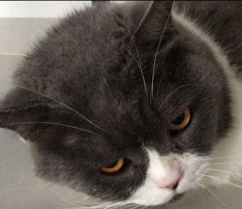 梦中的婚礼的演奏视频