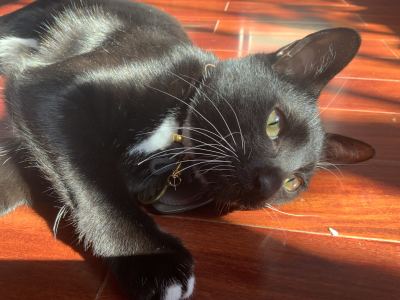 蒴筱㐅䖇的钢琴谱