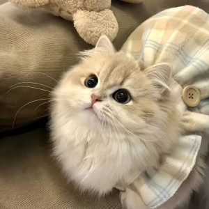 color.安诺君的钢琴谱