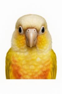 爱弹琴的小鹦鹉的钢琴谱