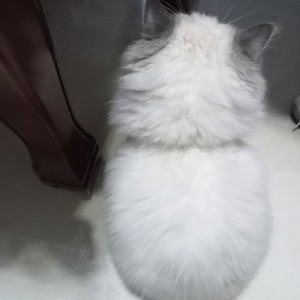 后起之秀的钢琴谱
