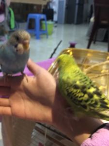 来福和来财（旧名黄黄）的钢琴谱