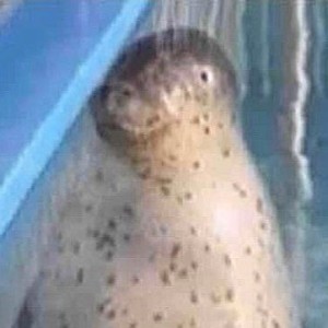 默白白的钢琴谱