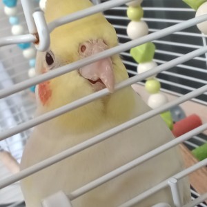 玄的钢琴谱