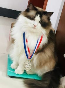 cn蔓越莓的钢琴谱