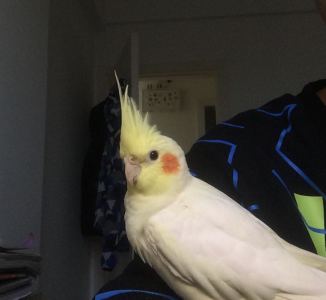 静待梨花开的钢琴谱