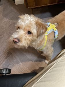 九级B-1 G大调奏鸣曲的演奏视频