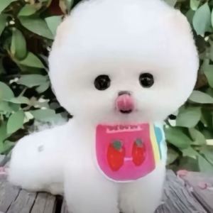 isecolle的钢琴谱