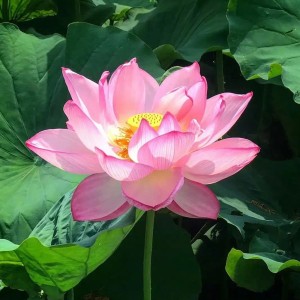 Annie的钢琴谱