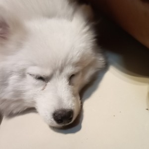 情话不想再听(出两张机密版)的钢琴谱