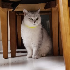 鸡哥的个人空间