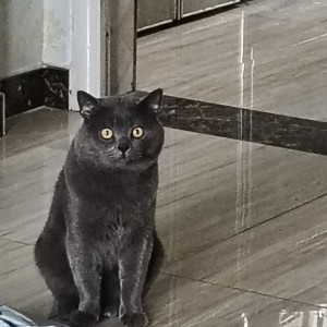 小蓝猫(英国)名字欢欢的钢琴谱