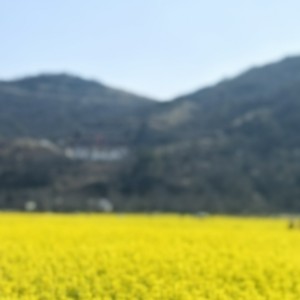 茉佩宁兰的钢琴谱
