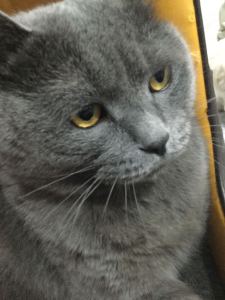 Micmacs à la gare的演奏视频