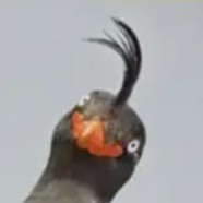 ［13香］【二代鏡牛】碳基生物的钢琴谱
