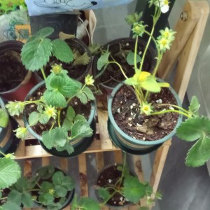 草莓种植看留言的个人空间