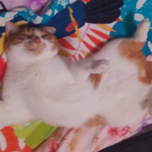 138****0712的钢琴谱