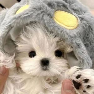 暖绒奶汪～的钢琴谱