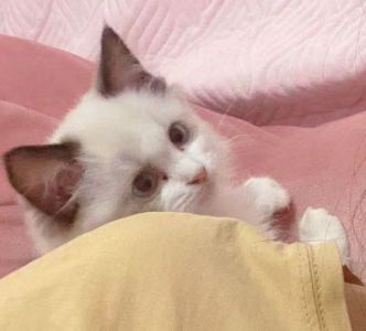 あい.ฅ•ω•ฅ💖的钢琴谱