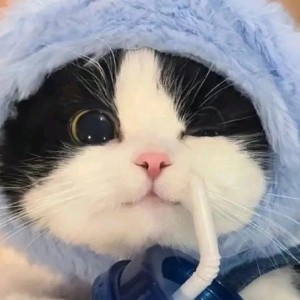 鹿茸(白鹿粉丝)的钢琴谱