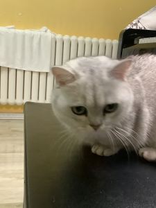 Max和他的肥猫的个人空间