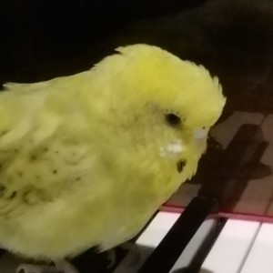 的演奏视频