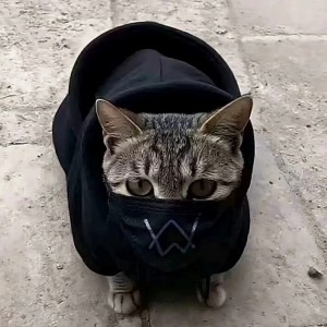 .的钢琴谱