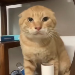464979的钢琴谱