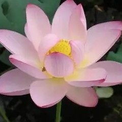 花开富贵的钢琴谱