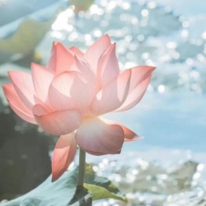 [爱花]首领🌺的钢琴谱