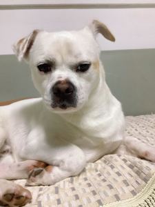 小可爱的钢琴谱
