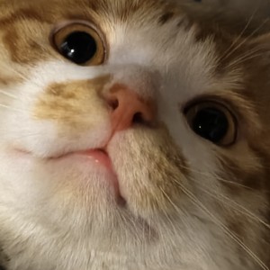 的演奏视频
